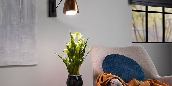 A tidy corner with plants and warm indoor light